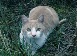 Jeune chat du Limousin
